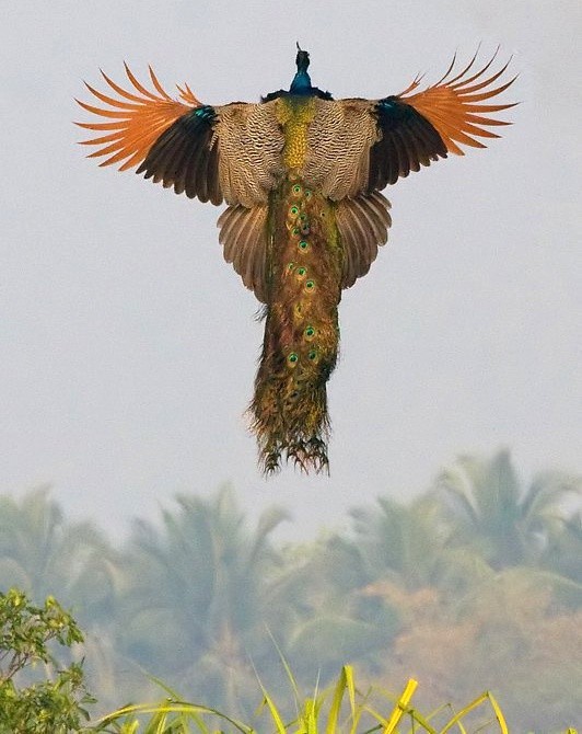 Photo:  flying peacock